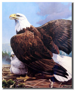 osceola_art_and_frame006004.jpg