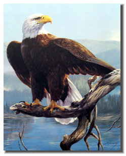 osceola_art_and_frame006009.jpg